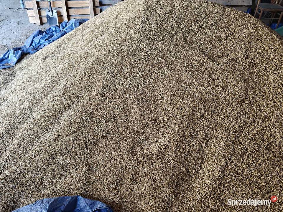 Owies Reflex zbiór 20242025 Nasutów