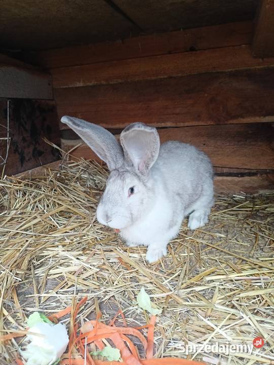 Sprzedam samce Więcbork