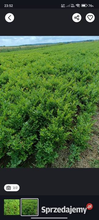 Korzeń sadzonka lubczyku Markowa sprzedam