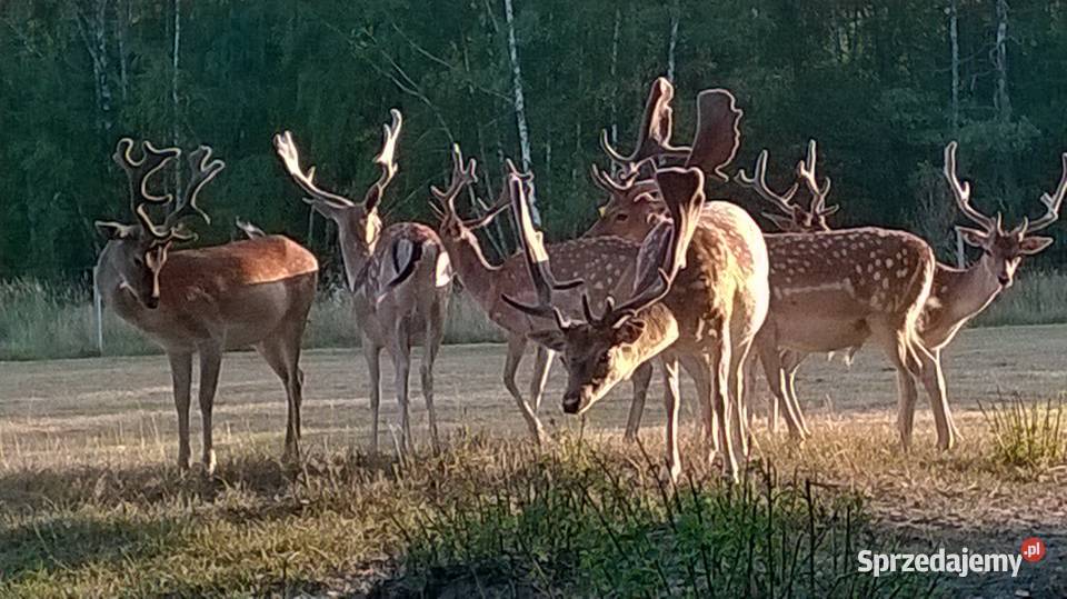 Daniele Łanie Byki Byczki Cielaki Łopatacze Biała Podlaska sprzedam
