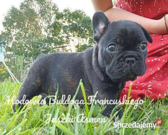 Szczenięta Buldoga Francuskiego Buldog Warlubie