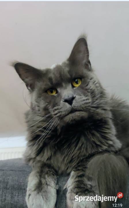 Maine Coon reproduktor