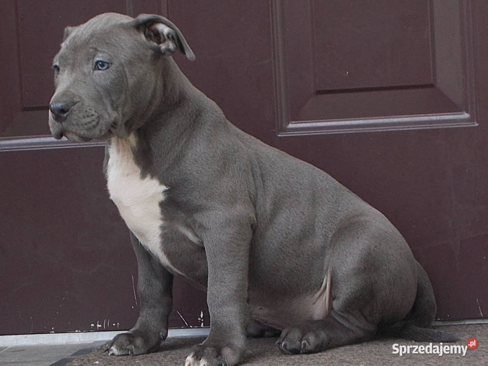 Amstaffy Błękitne mazowieckie sprzedam