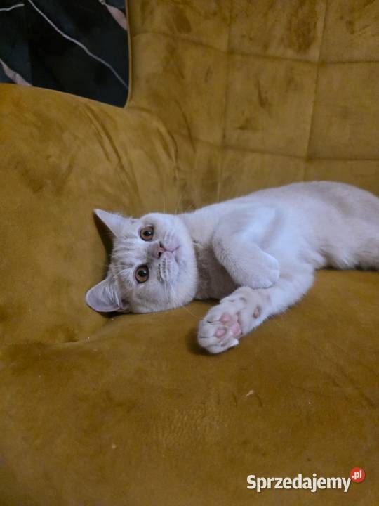 Kocur Brytyjski kremowy gotowy na zmianę domu Żory