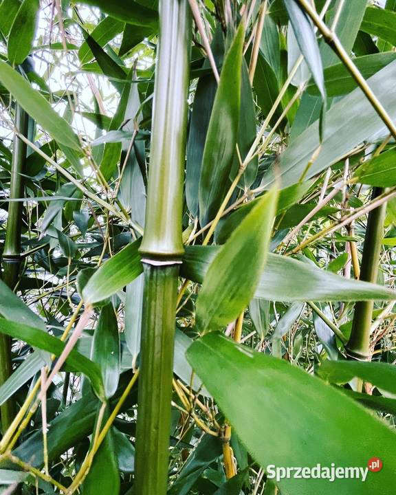 Bambus Phyllostachys Nuda Filostachys Nagi 3l Szczyglice