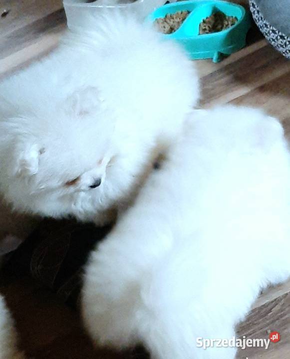 Szpic miniaturowy pomeranian bialy miś Pabianice
