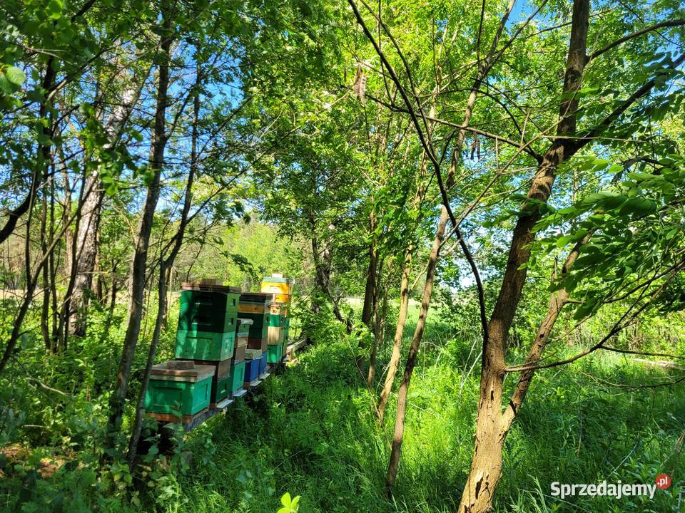 Unasieniona matka pszczela BUCKFAST Przezimowana Lublin sprzedam