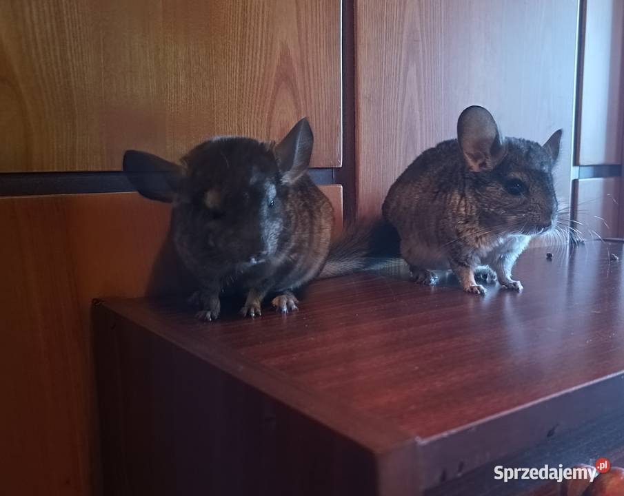 Szynszyle młode różne kolory Jastrzębie-Zdrój sprzedam