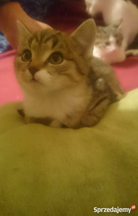 Oddam kociaki Krosno