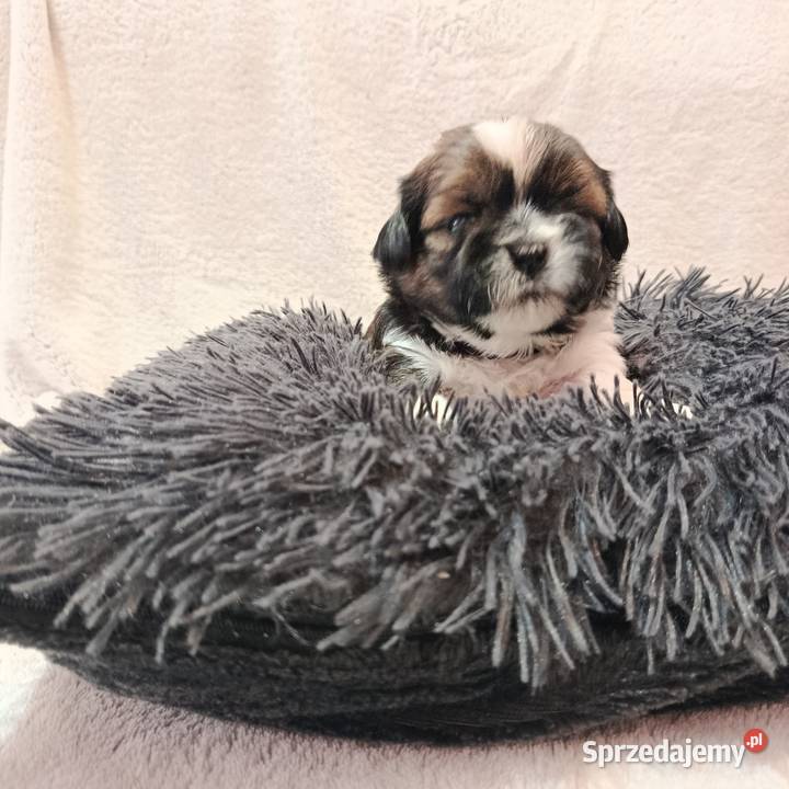 Shihtzu Zofiówka
