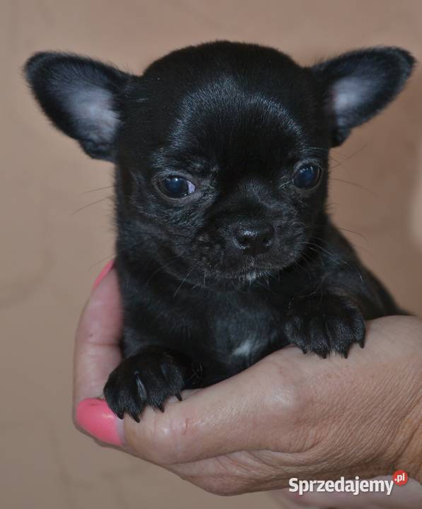 CHIHUAHUA ŚLICZNA CZARNA SUNIA MAMBA sprzedam