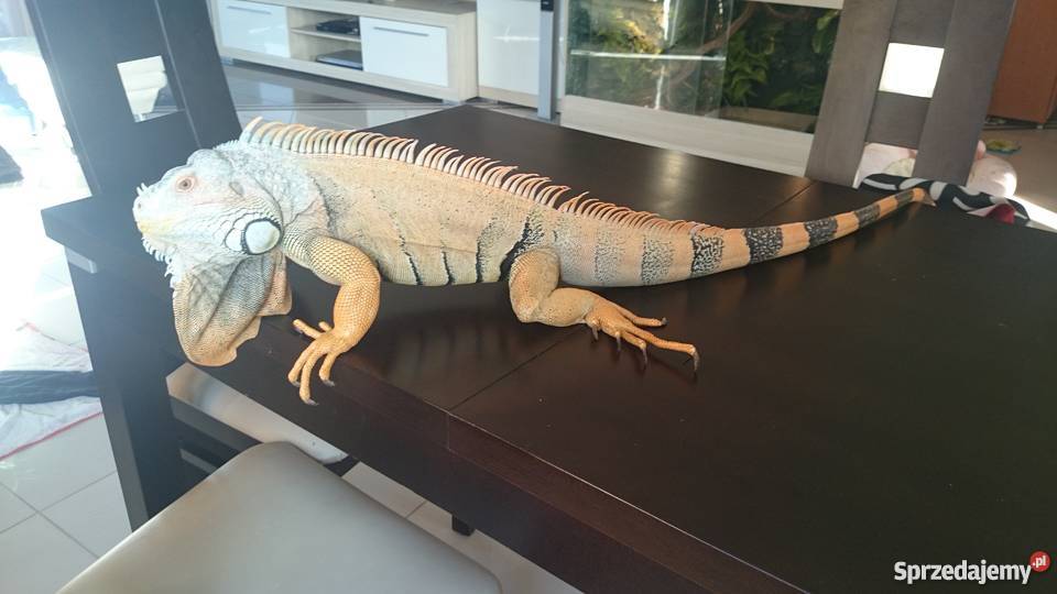 Terrarium z legwanem zielonym odmiana red Nysa