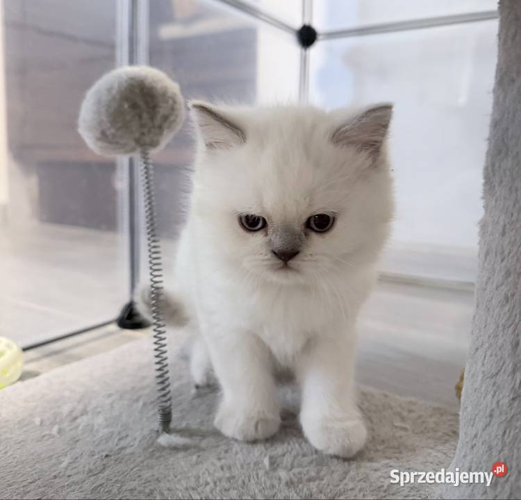 Kot brytyjski blue point Twardogóra sprzedam