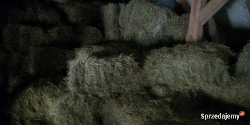 Sprzedam siano w kostce Produkcja roślinna Odolanów