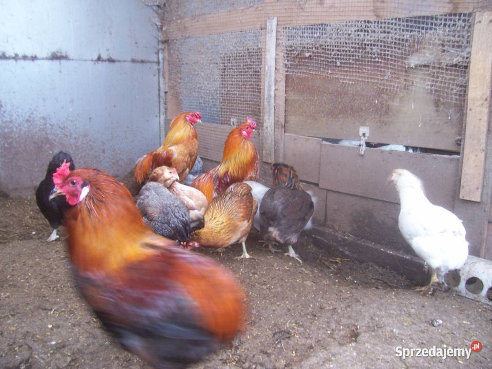 jajka lęgowe rasy araucana i inne Nieborów