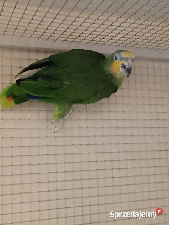 Amazonka modrobrewa sprzedam