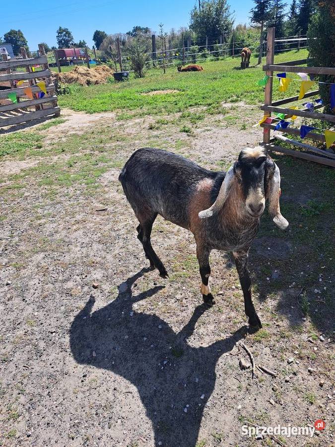 Roczny kozioł anglonubijski Kowalewo