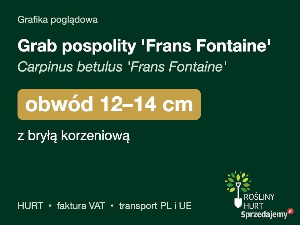 Grab pospolity Frans Fontaine obwód 1214 z bryłą wielkopolskie