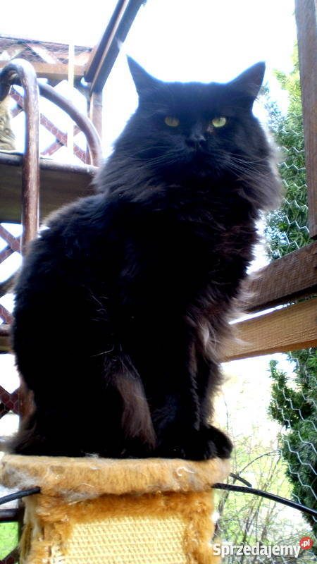 Kocięta Maine Coon Radom