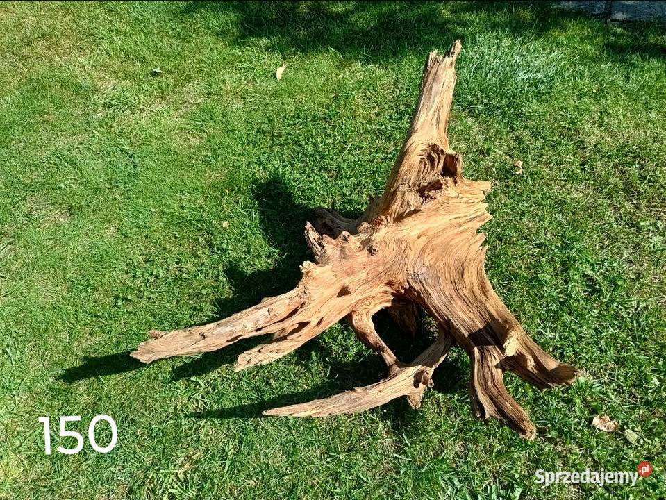 Korzeń ozdobny Trzciel sprzedam