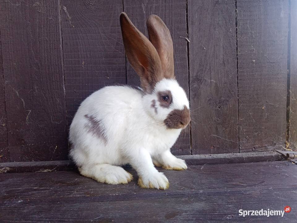 Olbrzym Srokacz Czarny Hawana