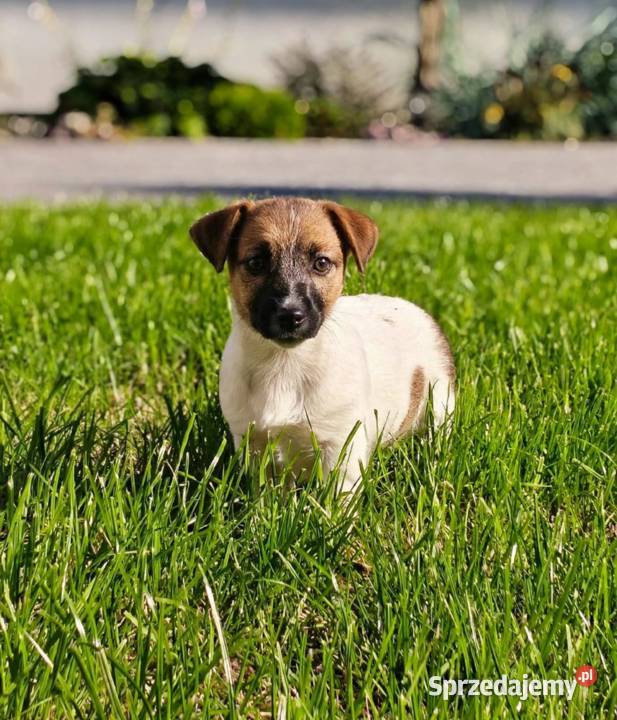 Suczka Jack Russell Terrier FCI szuka domu jako mazowieckie Sochaczew
