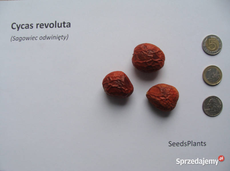 SAGOWIEC ODWINIĘTY Cycas revoluta NASIONA 70 kujawsko-pomorskie Lubanie