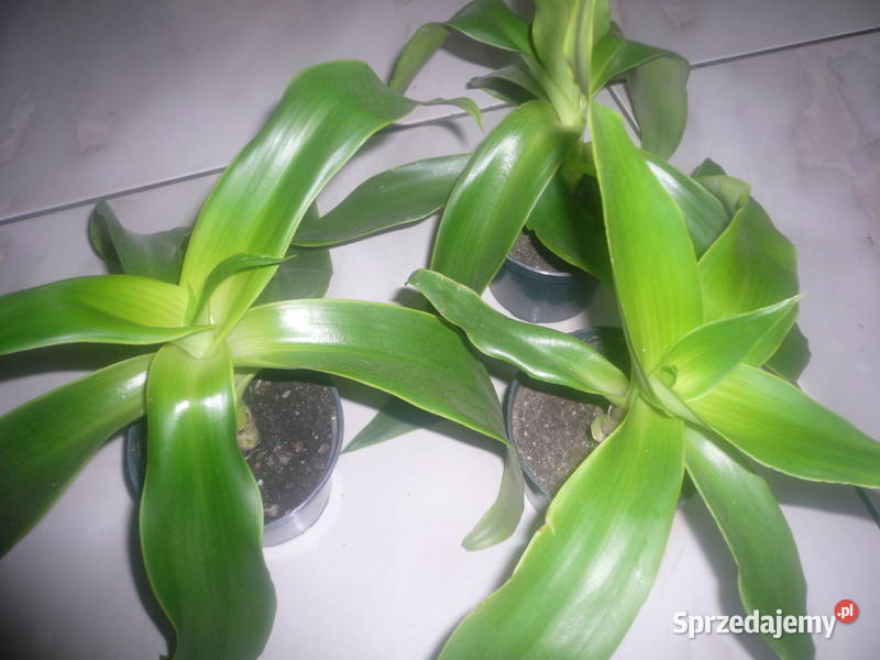 Złoty wąs Callisia fragrans duże rozwinięte zachodniopomorskie Kołobrzeg