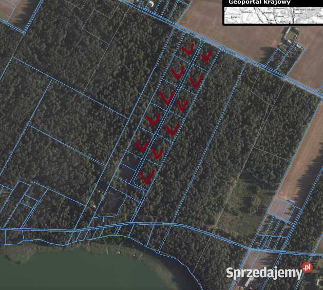 działka leśna Walne