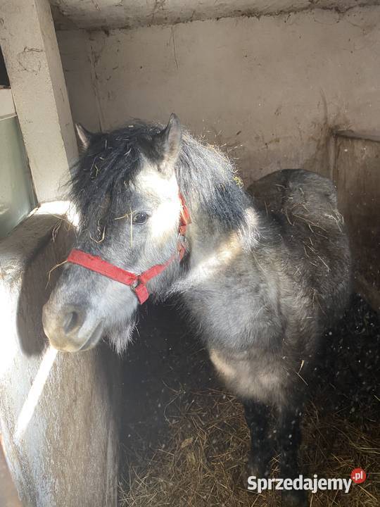 Sprzedam Kuce Walijskie