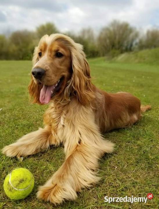 Piękne szczenięta Cocker spaniel angielski Siemiatycze sprzedam