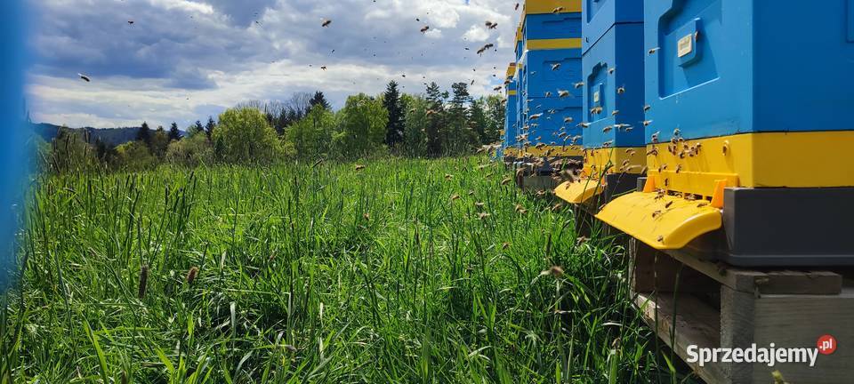 ODKŁAD ODKŁADY PSZCZELE RODZINY REZEWACJE na Kraków
