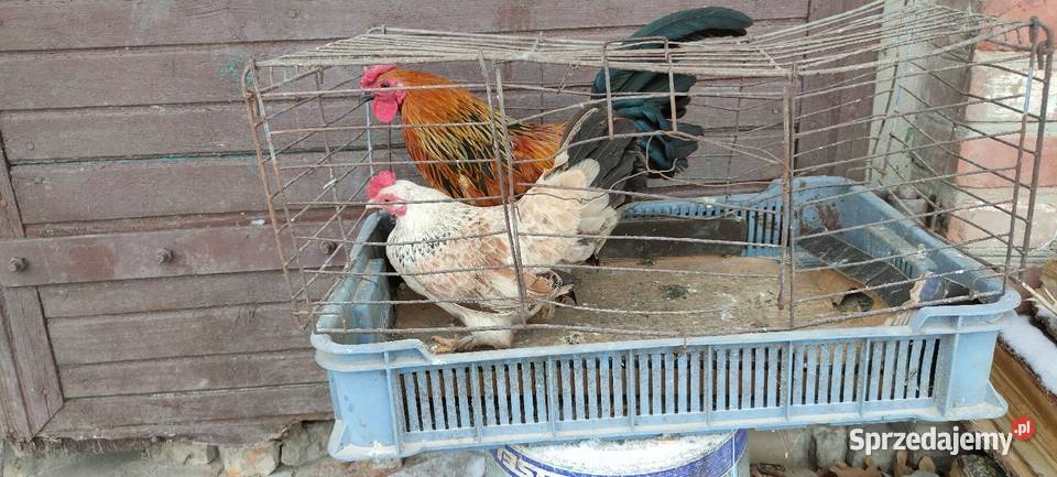 Kury liliputki Drób i ptactwo Tokarówka sprzedam