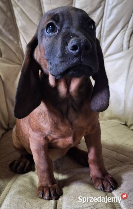 Posokowiec bawarski szczeniak piesek z rodowodem wielkopolskie Gniezno