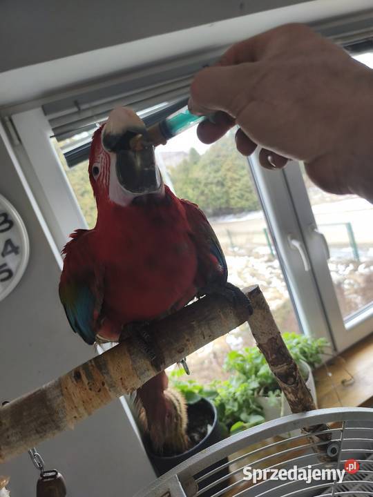 Ara Chloroptera samiec RK Olkusz sprzedam