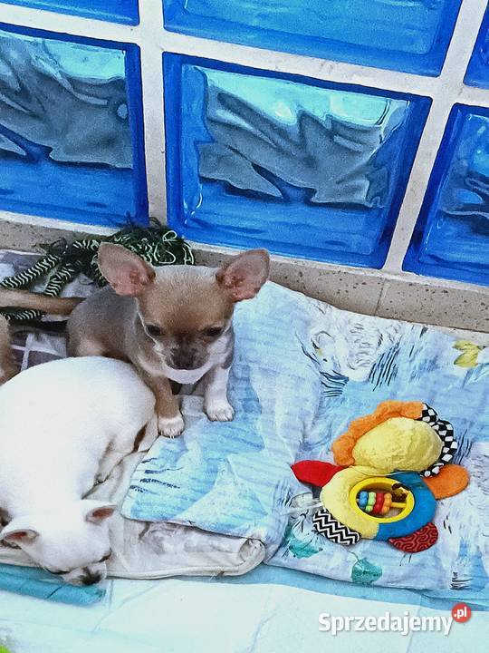 Chihuahua Maleńka Blue Dziewczynka z Rodowodem Zgierz