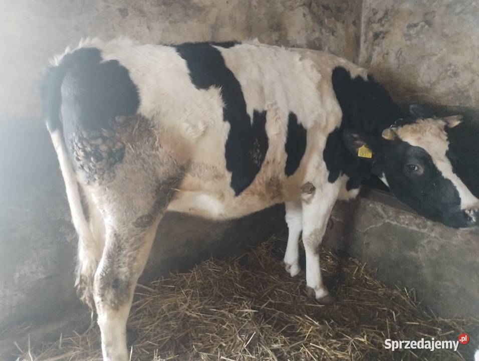 Jałówka cielna świętokrzyskie Baranów