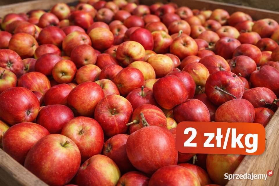 MEGA PROMOCJA Jabłka 2 prosto ze skrzyni Jenkowice sprzedam