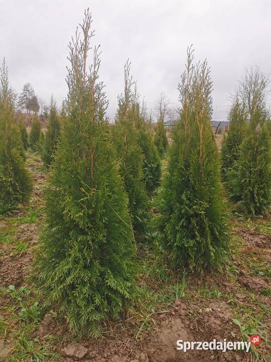Tuje szmaragd 80140 transport sadzenie Bochnia