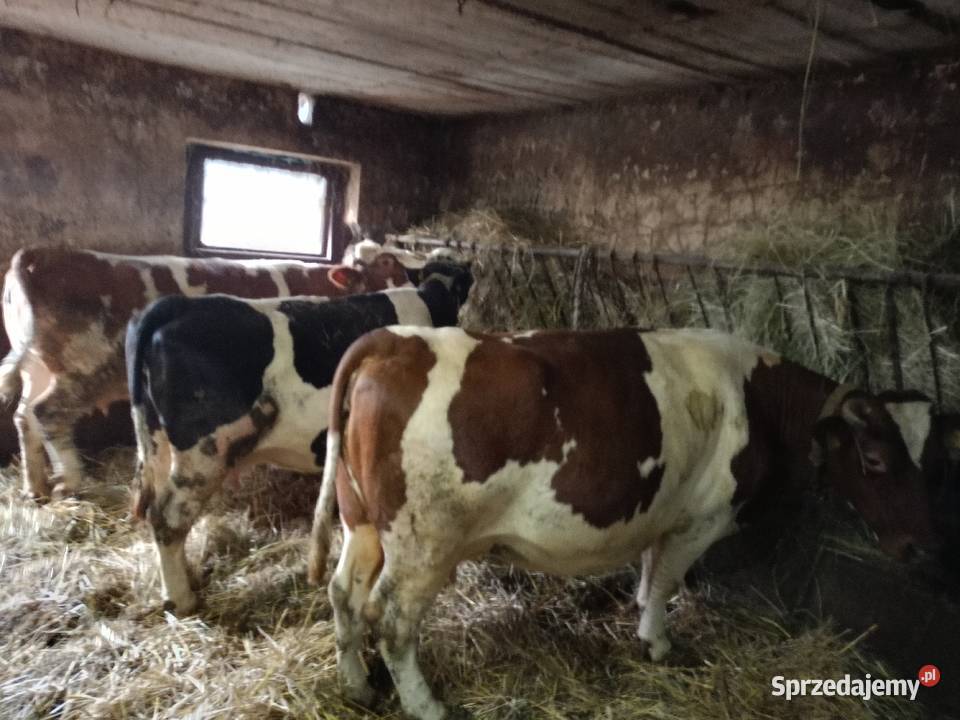 Sprzedam krowy Jędrzejów