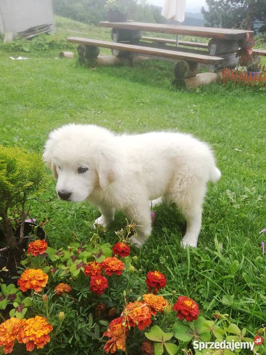 Owczarek podhalański szczenięta małopolskie Zasadne