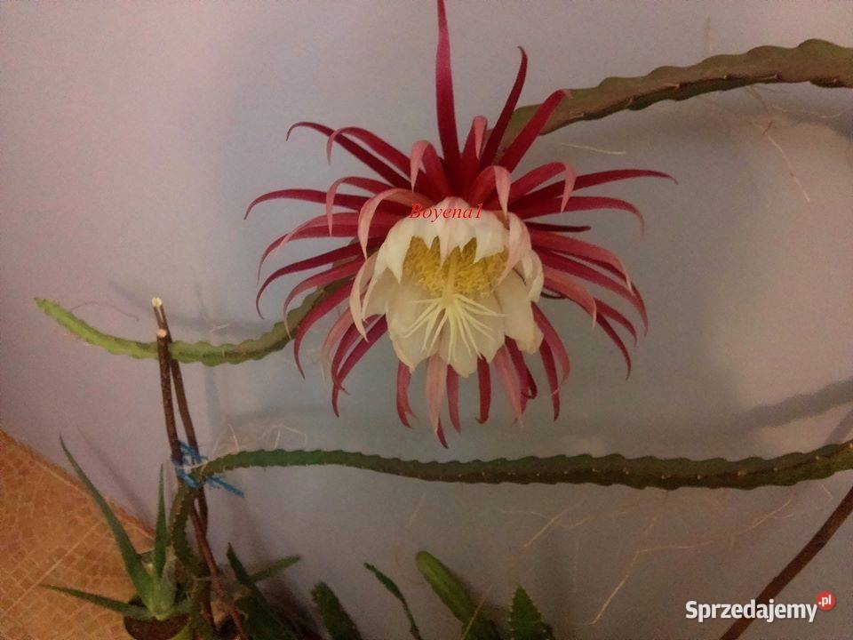 Epiphyllum RARYTAS RARYTASNowość KAKTUS Skawina sprzedam