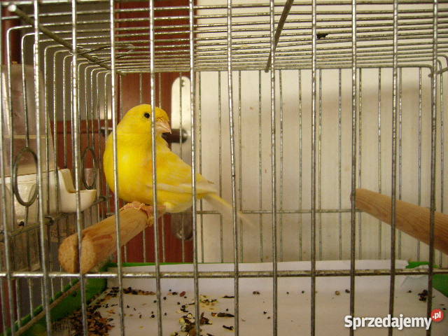 Sprzedam kanarki wodnotokowe żółte mazowieckie Warszawa