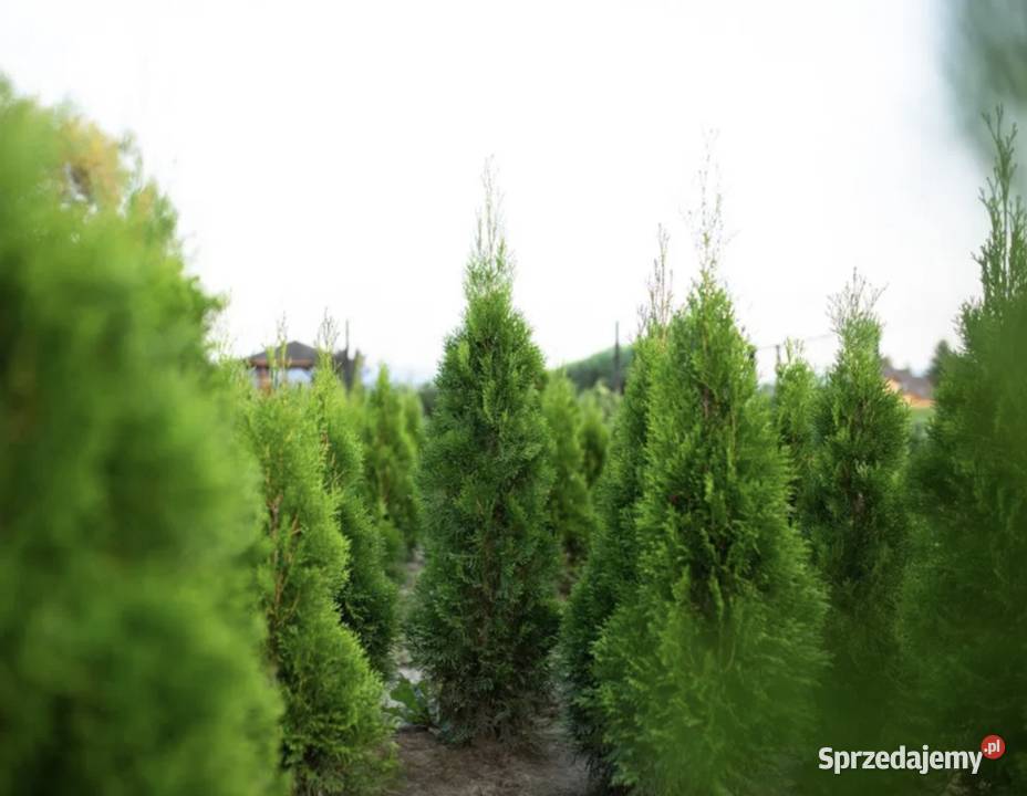 Tuje Szmaragd 130100 ładne Podrzecze