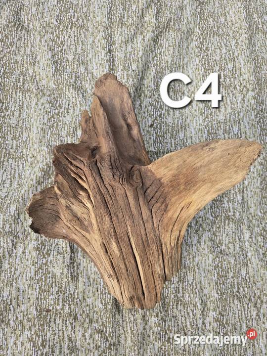 Korzeń ozdobny Trzciel