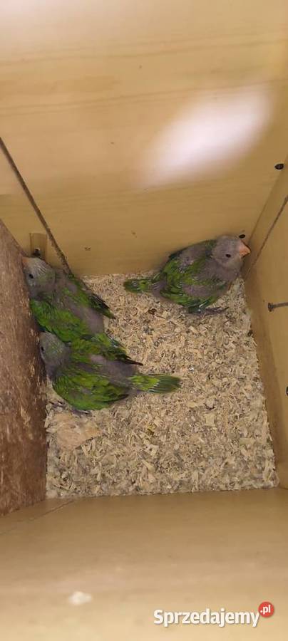 Sprzedam Barabandy Gliwice sprzedam