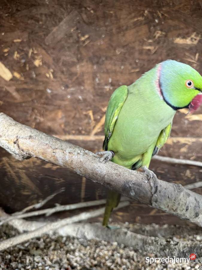 Papugi Papuga Aleksandretty Aleksandretta mazowieckie Warszawa