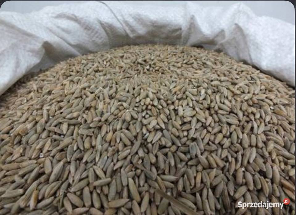 Sprzedam żytoopałowe Żagań