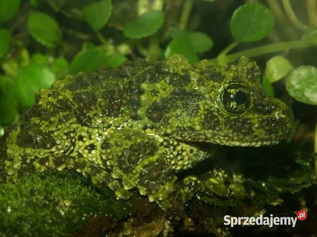 Srebrna moneta kolekcjonerska z serii Word Of Warszawa sprzedam