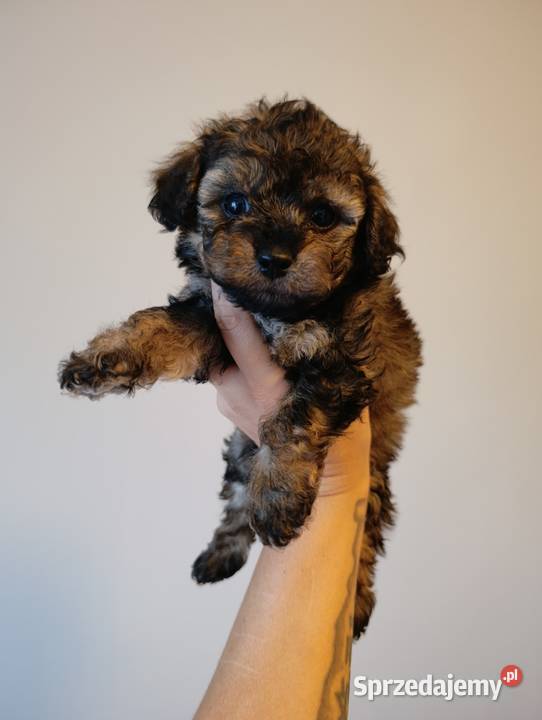 Maltipoo szczeniaki opolskie